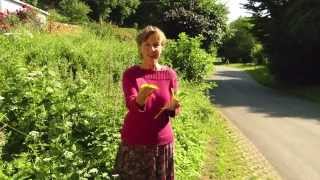 Kräutergarten der Jahreszeiten, Folge 1: Giersch, du mein geliebter