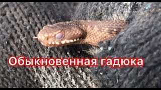 Обыкновенная гадюка. Октябрьский Пермский край