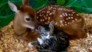 Baby deer mothering baby kitten