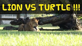 Lion VS Turtle at Big Cat Rescue