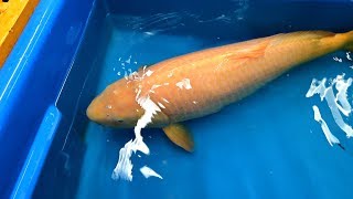 Modern Koi Blog #3684 - Update Karashi Special Alle Koi werden neu vermessen