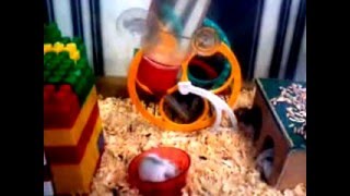 Джунгарские хомяки. Дети подросли. Пришел пора уходить из семьи.