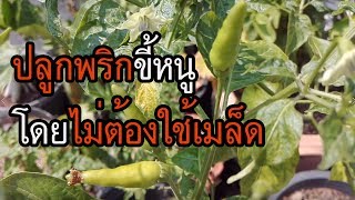 ปลูกพริกขี้หนู ไม่ต้องใช้เมล็ด share แชร์