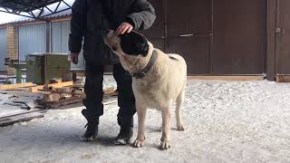 Алсу/Аляска (Бульдозер - Ямаха). САО/алабай. РКФ. Наша племенная сука. +79157787787