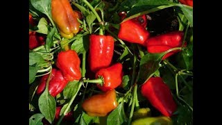 ПОСЕВ ПЕРЦА В ЛУЧШУЮ "УЛИТКУ" БЕЗ ЗЕМЛИ!