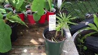 TR026 Succulent Bush (Senecio barbertonicus) #SB82 - Tropical Plants of the Dougherty Garden