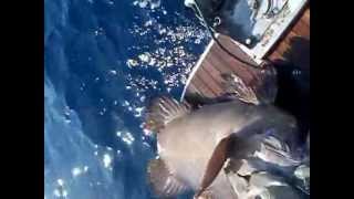 fishing...ΨΑΡΕΜΑ ΓΙΑ ΜΠΑΛΑΔΕΣ ΠΙΑΝΩΝΤΑΣ 85ΚΙΛΑ ΒΛΑΧΟ