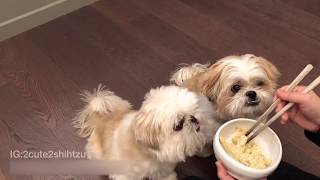 [shih tzu] Furry babies having Oatmeal
