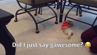 Scent Work training with a ferret Part 2