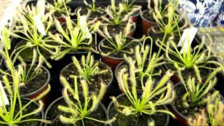 CARNIPLANT- Plantas carnivoras- Cuidados básicos de Drosera capensis