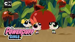 The Powerpuff Girls | Meet Eddie the Tomato Worm! | Cartoon Network