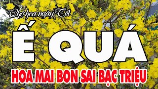 Đìu hiu chợ Mai Quý Tết 2020 khó bán | Chợ hoa ngày Tết Việt Nam