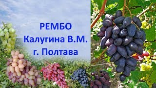 Виноград 2019  Виноград Рембо  Отзыв о винограде