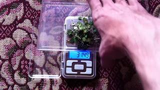 Взвешиваю собранные КОНДЕНСАТОРЫ КМ желтые рыжие и зеленые