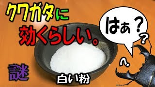 この白い粉はクワガタに効き目があるらしい…（くろねこチャンネル）