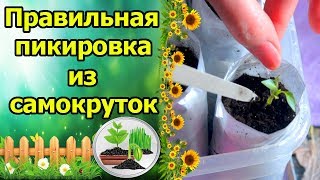 ПРАВИЛЬНАЯ ПИКИРОВКА ИЗ САМОКРУТКИ. ПЕРЕЦ, ТОМАТЫ, БАКЛАЖАНЫ.