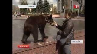 Медведи на улицах города!