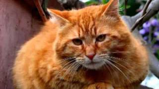 Геннадий Хазанов - Монолог домашнего кота