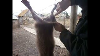 забой нутрии -снятие шкуры