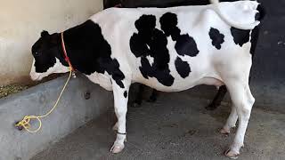 Doctor dairy  21 months old Pure Hf Calf 32 liter milk