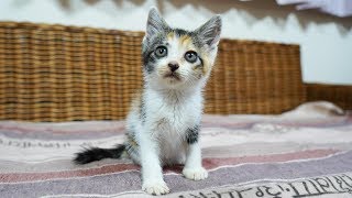 三毛子猫ですがなにか？子猫保護から巣立ちまでの成長記録