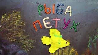 Рыба петух.  Пластилиновый познавательный мультфильм. Betta splendens. Plasticine Animation