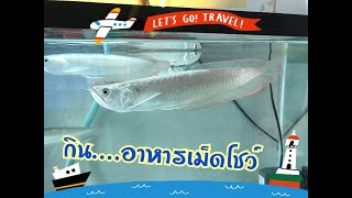 ปลามังกรเงิน = เคล็ดไม่ลับ...กินอาหารเม็ด ???