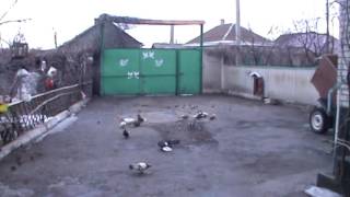 Николаевские голуби , г. Павлоград (Кривсун В.П.)