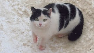 The cat is afraid of me but goes through the snow to food