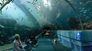 Сочи акеонариум. Море рыб и крокодилов, черепахи и черви. Советую посмотреть, понравиться