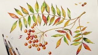 Speed Painting | Twig of Rowanberry | Watercolor | IOTN