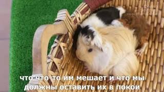 Морские свинки-звуки морских свинок. Что они означают?