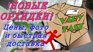 Новинки орхидей: много разных орхидей! Фаленопсисы, каттлеи, колманара, цикнодес.