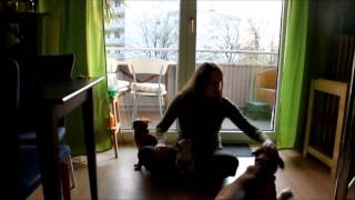 Hund Tutorial - Platz dem Hund beibringen - Die schnuckeligen Drei