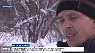 Начался отстрел волков, которые терроризируют деревню Урмикеево
