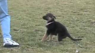 Flame 3 - German Shepherd Puppy - 9 Weeks Old