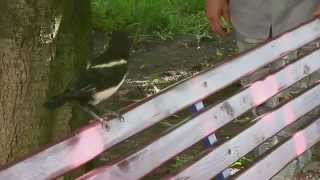 Как воспитать сороку Подбираем птенца - How to raise a magpie Pick up chicks