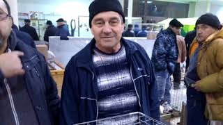 Всероссийская выставка голубей.  Pigeons  Воронеж 2018 год.