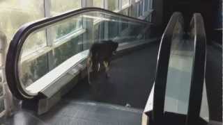 Собачка застряла на эскалаторе / Dog on escalator