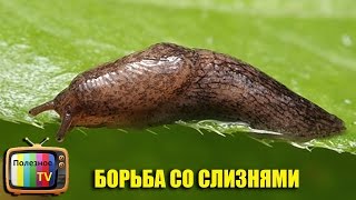 ХИТРЫЙ СПОСОБ БОРЬБЫ С СЛИЗНЯМИ