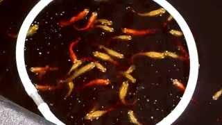 Raising Guppies Outdoors in a Tuff Stuff 110 Gallon Stock Tank/Tub