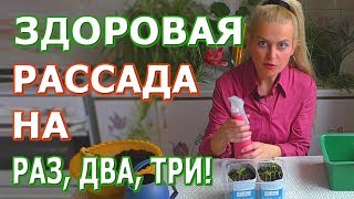 Как избежать болезней рассады. Секреты здоровой рассады от Ольги Вороновой. 0+