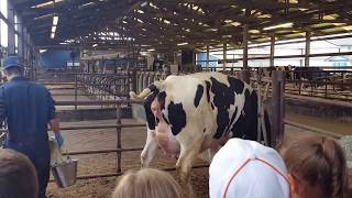 BABY CALF BEING BORN WOW! PART 1