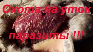 №59 Экстренный выпуск с охоты на уток!!! Паразиты в утке!!!
