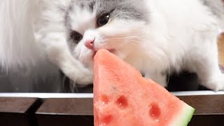 暑がりな子猫が初めてスイカを食べるとこうなります笑