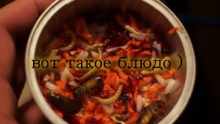 Животные ОбзорЫ выпуск  4  корм для  Насекомоядных Птиц