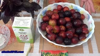 Соус ткемали из алычи на зиму, желе из алычи - 2 рецепта