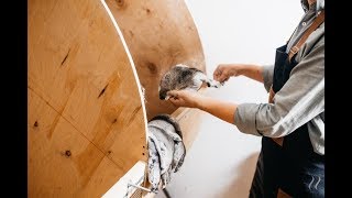Chinchilla Real Fur | Chinchilla Fur Dressing | Выделка Шиншилловых Шкурок | Мех Шиншиллы