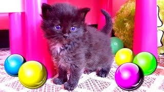 Котята играют с шариками в тоннеле❤ Маленькие котята впервые вылезают из корзинки! Наши кошки и коты