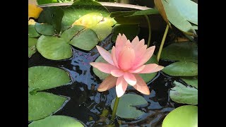 소남스님-샨티데바(寂天)보살의 입보살행론 32강(2019.07.14)